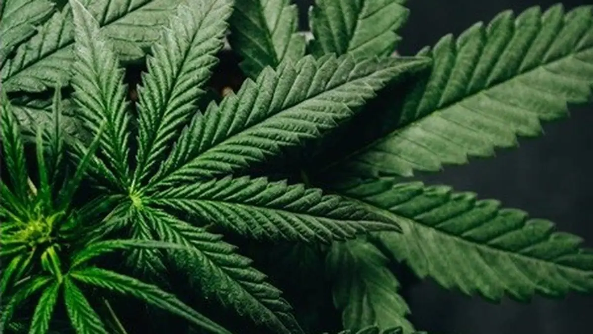 Decriminalising Cannabis: Is it Time to Weed out Taboos and Embrace the ...